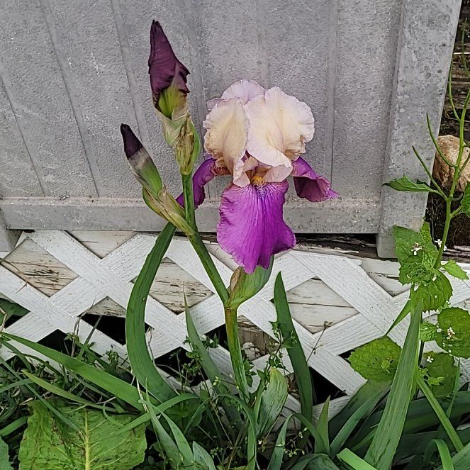 Photo of the plant species Crimean Iris by @SugarLime51 named Remington on Greg, the plant care app