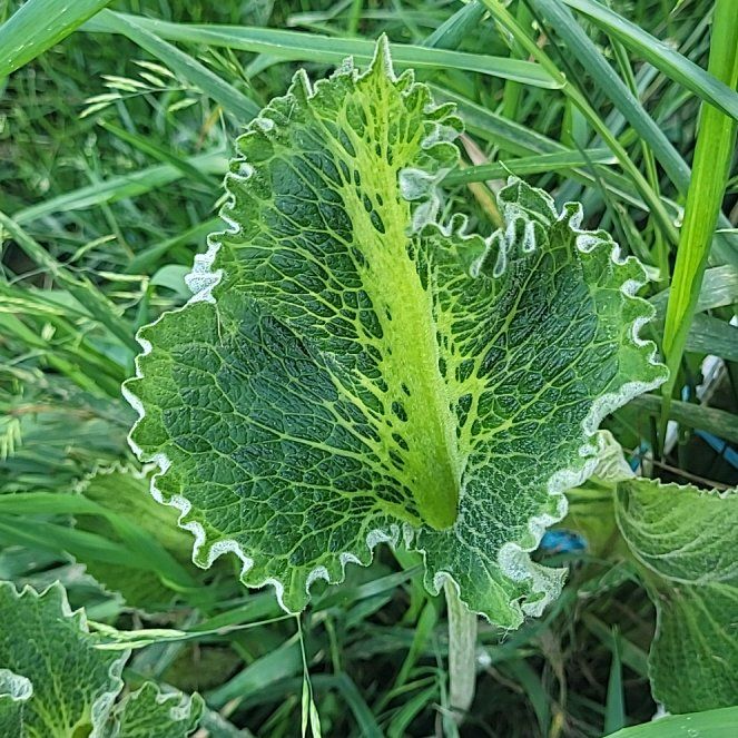 Photo of the plant species Horseradish by @SugarLime51 named Fernie Mercury on Greg, the plant care app