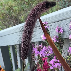 Photo of the plant species Purple Majesty by @FamedHoyarosita named Einstein on Greg, the plant care app
