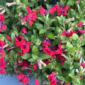 Photo of the plant species Cuphea 'Totally Tempted Watermelon Wine' by @FamedHoyarosita named Rihanna on Greg, the plant care app