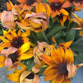 Photo of the plant species Rudbeckia 'Summerina Sunreef' by @FamedHoyarosita named Lebron on Greg, the plant care app