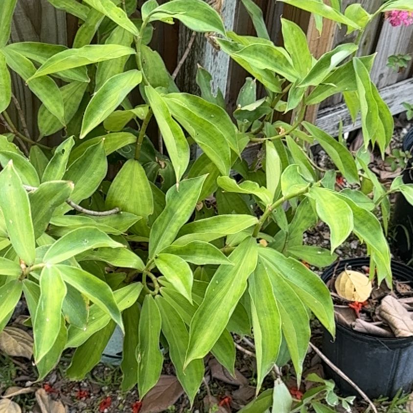 Photo of the plant species Crape Ginger by @TopMikimiki35 named Demi on Greg, the plant care app