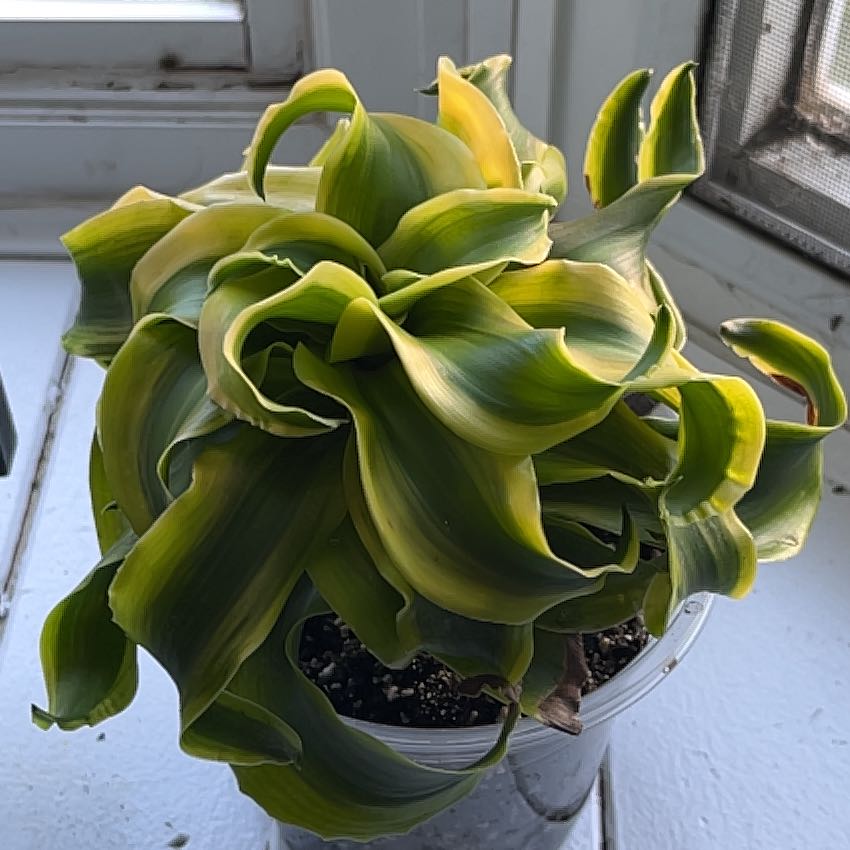 Photo of the plant species Twister by @mintimidation named James Dean on Greg, the plant care app