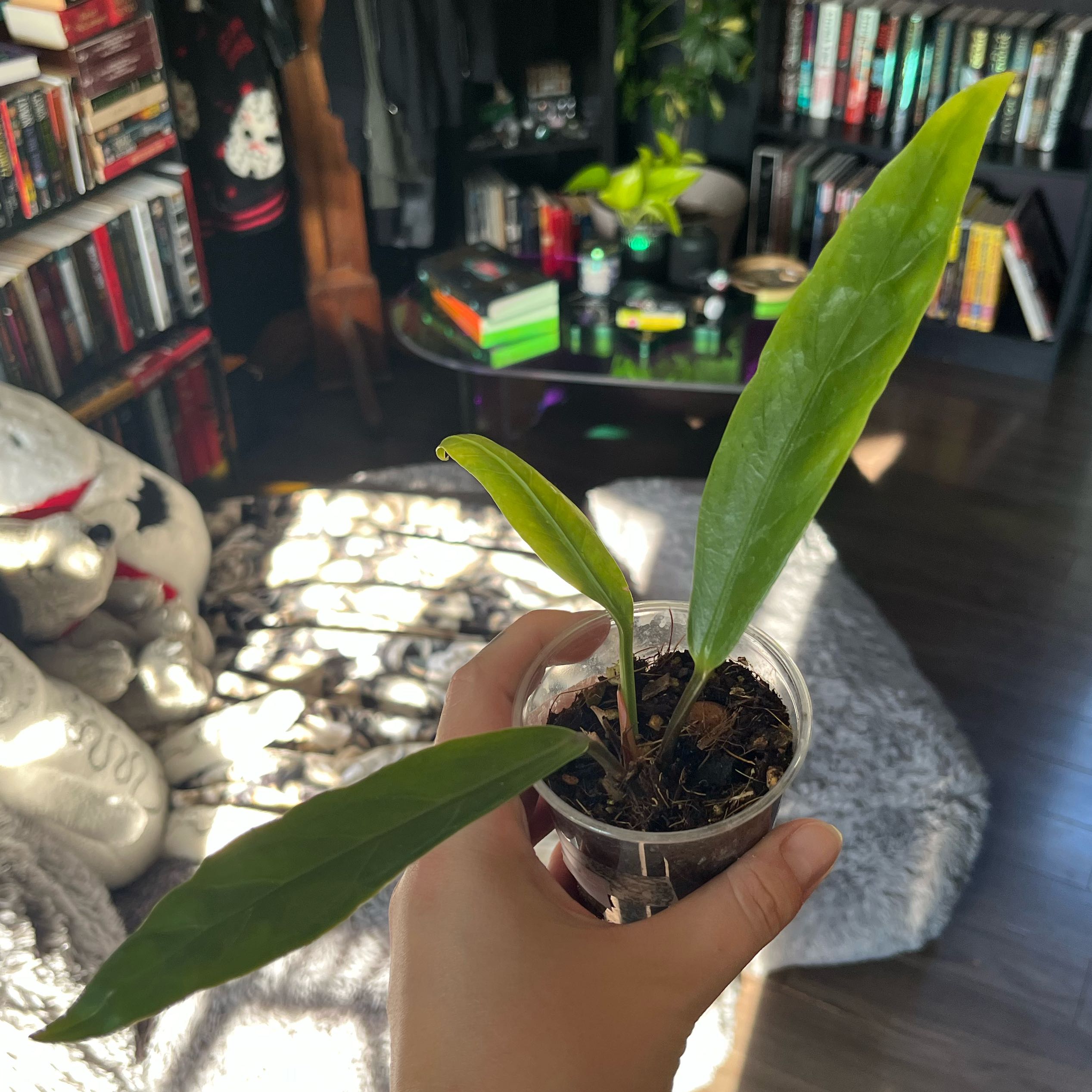 Photo of the plant species Angel Wing by @mintimidation named Castiel on Greg, the plant care app