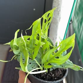Photo of the plant species Monstera Adonsonii by @MeekSalad13 named Apollo on Greg, the plant care app