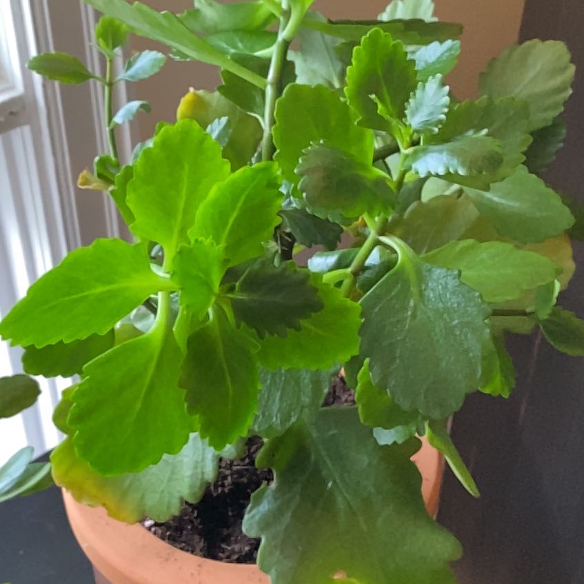 Photo of the plant species Kalanchoe 'Calandiva Purple' by @YesRhubarb85 named Sol on Greg, the plant care app