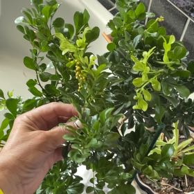 Photo of the plant species Chinese Perfume Tree by @ArtisticSalsa70 named Oscar on Greg, the plant care app