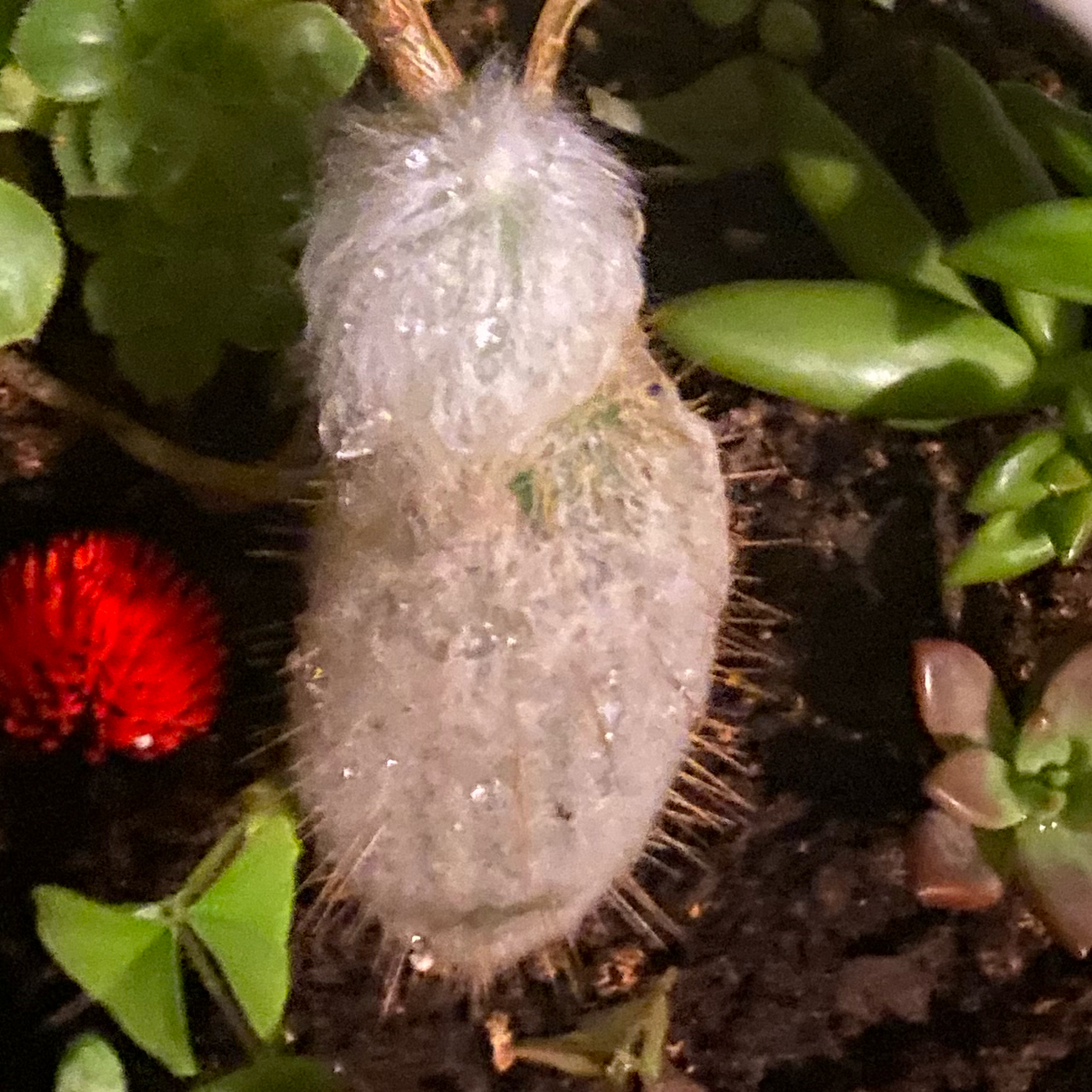 Photo of the plant species Scheuchzer's Cottongrass by @SupremeMiro31 named Anne on Greg, the plant care app