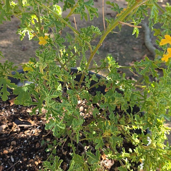 Photo of the plant species Lilac Hibiscus by @MetalMommy28 named Zion on Greg, the plant care app
