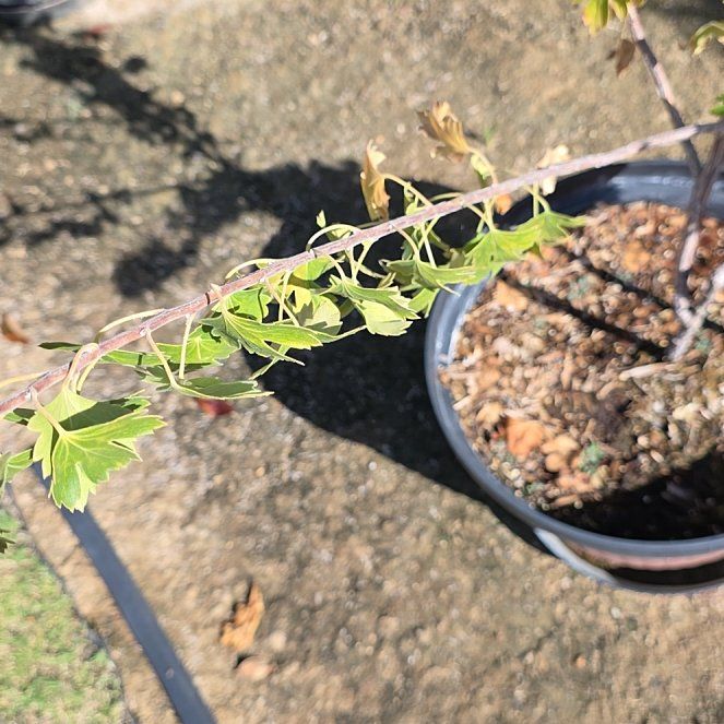 Photo of the plant species Golden Currant by @MetalMommy28 named Mochi on Greg, the plant care app