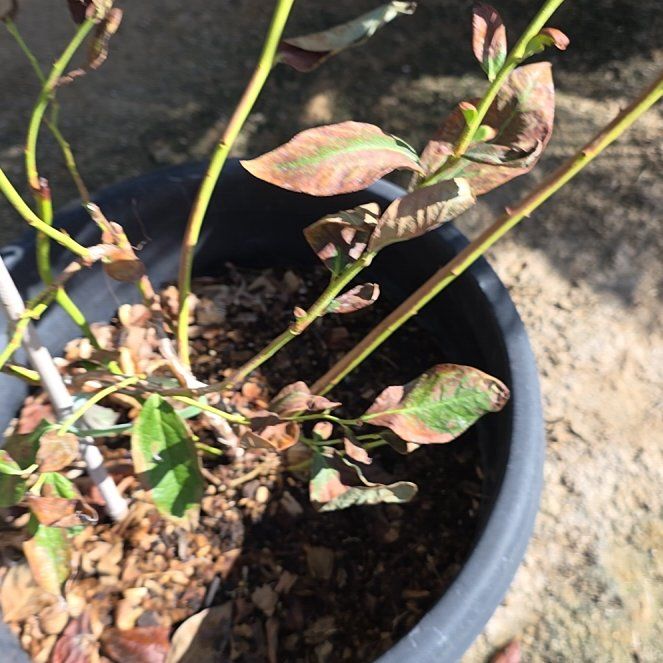 Photo of the plant species Early Lowbush Blueberry by @MetalMommy28 named Leonardo on Greg, the plant care app
