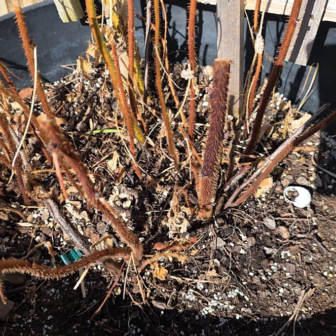 Photo of the plant species Red Raspberry by @MetalMommy28 named Orwell on Greg, the plant care app