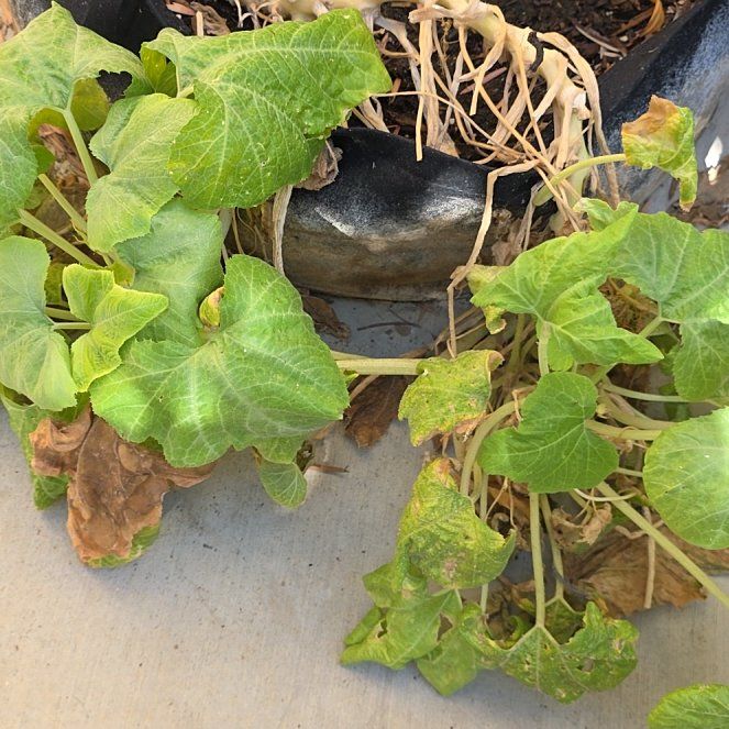 Photo of the plant species Black Beauty Zucchini by @MetalMommy28 named Aria on Greg, the plant care app