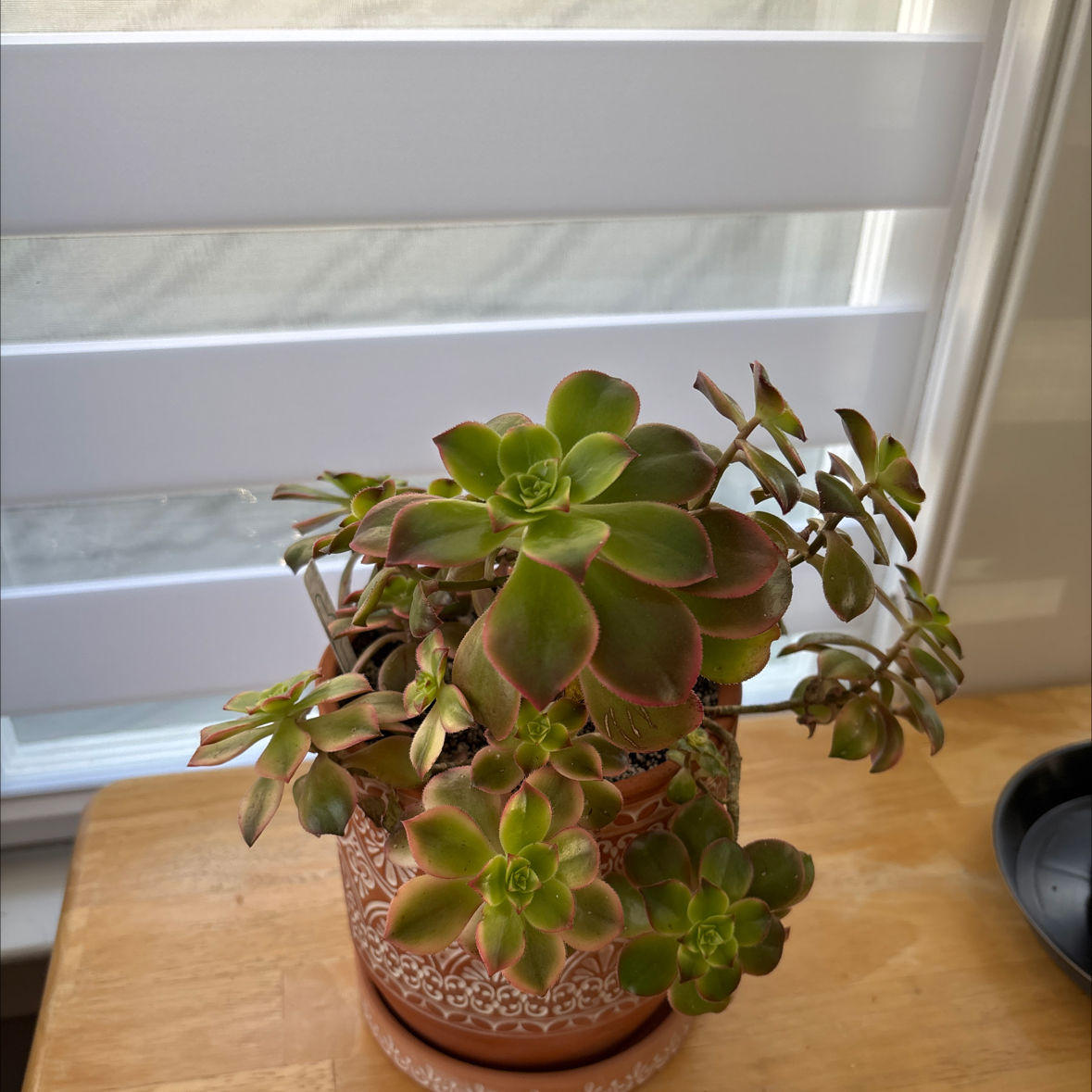 Photo of the plant species Aeonium 'Starburst' by @QueenRoseiflora named Sally on Greg, the plant care app