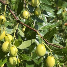 Photo of the plant species Indian Jujube by @YummyDeerfern82 named Doja Cat on Greg, the plant care app