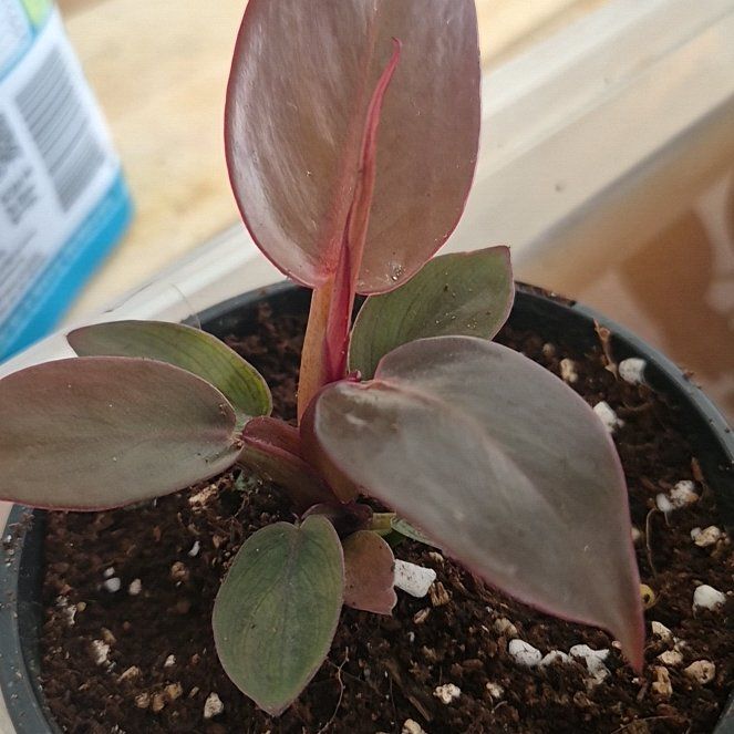 Photo of the plant species Philodendron 'Sun Red' by @fidelcashflow named Sun Tzu on Greg, the plant care app
