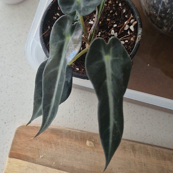 Photo of the plant species Amazonian Elephant's Ear by @fidelcashflow named Bambi on Greg, the plant care app