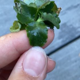 Photo of the plant species American Golden Saxifrage by @HotKale37 named Sonora on Greg, the plant care app