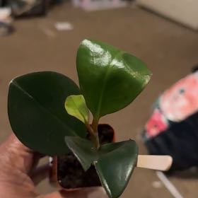 Photo of the plant species Peperomia Red Edge by @RoBaby86 named Rocco on Greg, the plant care app