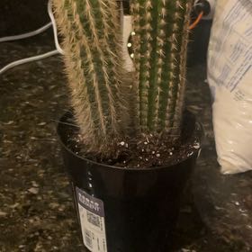 Photo of the plant species Espostoa mirabilis by @HighHeather94 named Forrest on Greg, the plant care app