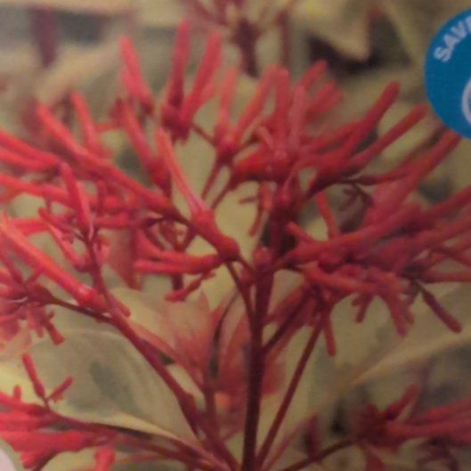 Photo of the plant species Lime Sizzler Firebush by @SirLukiwan80 named Hemingway on Greg, the plant care app