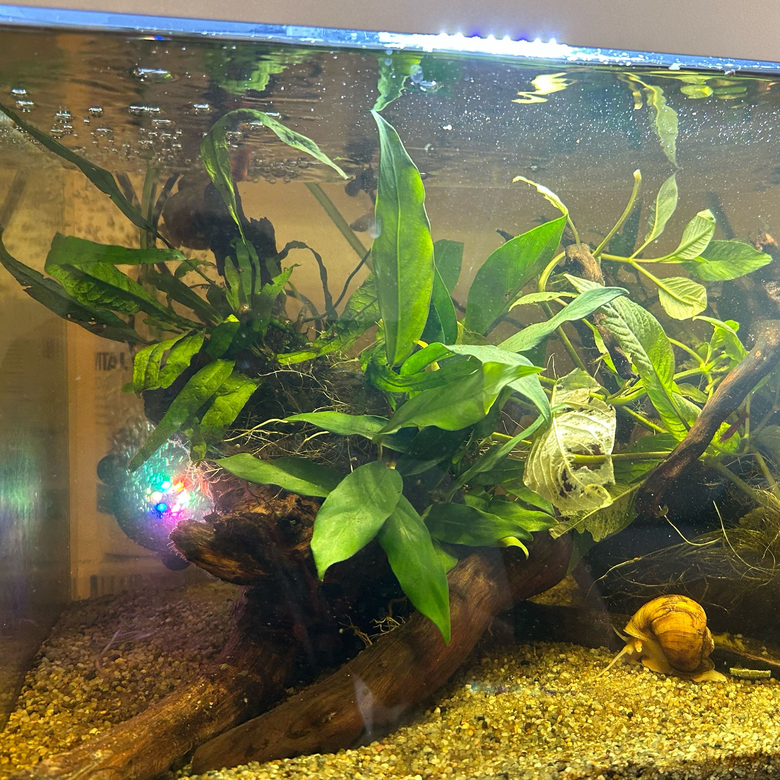 Photo of the plant species Aquatic Dragon Claw by @HardyCoojong53 named Shakira on Greg, the plant care app