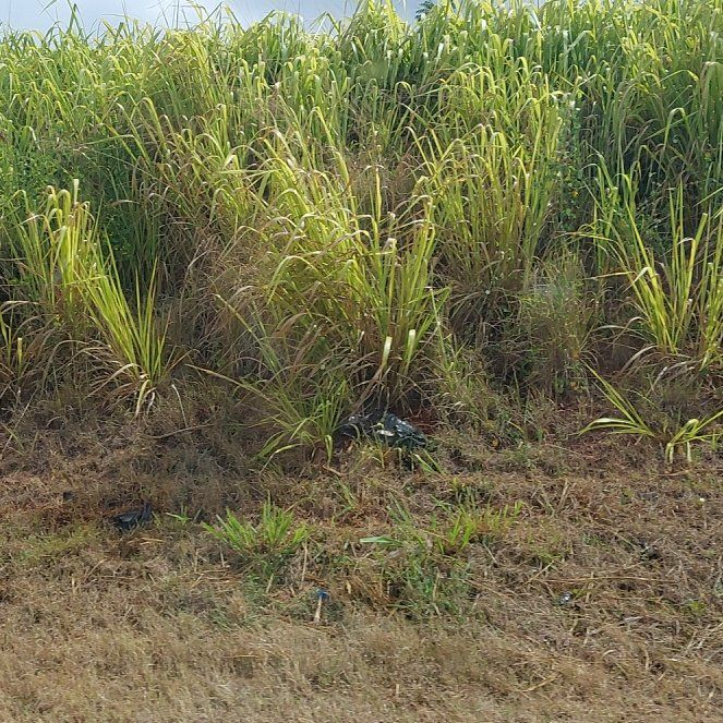 Photo of the plant species Cogon Grass by @RadSedge78 named Drake on Greg, the plant care app