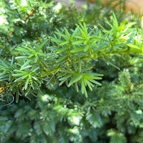 Photo of the plant species Japanese Yew by @LordMyagrum66 named Sonora on Greg, the plant care app