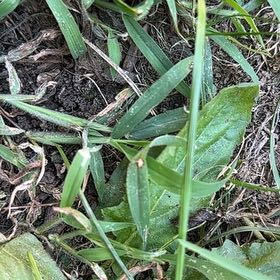 Photo of the plant species Hairy Crabgrass by @LordMyagrum66 named Miley on Greg, the plant care app