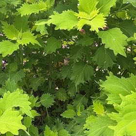 Photo of the plant species Cup Plant by @LordMyagrum66 named Huckleberry Fern on Greg, the plant care app