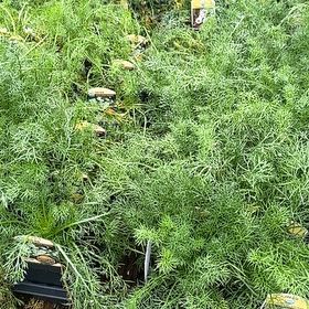 Photo of the plant species Whorled Tickseed by @LordMyagrum66 named Terra on Greg, the plant care app