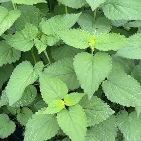Photo of the plant species Anise-Hyssop by @LordMyagrum66 named Naomi on Greg, the plant care app