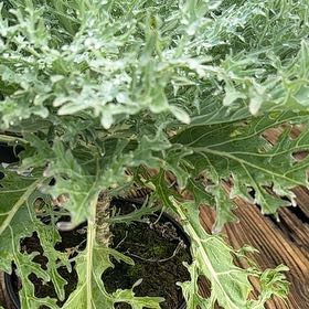Photo of the plant species Wild Wormwood by @LordMyagrum66 named Coco on Greg, the plant care app