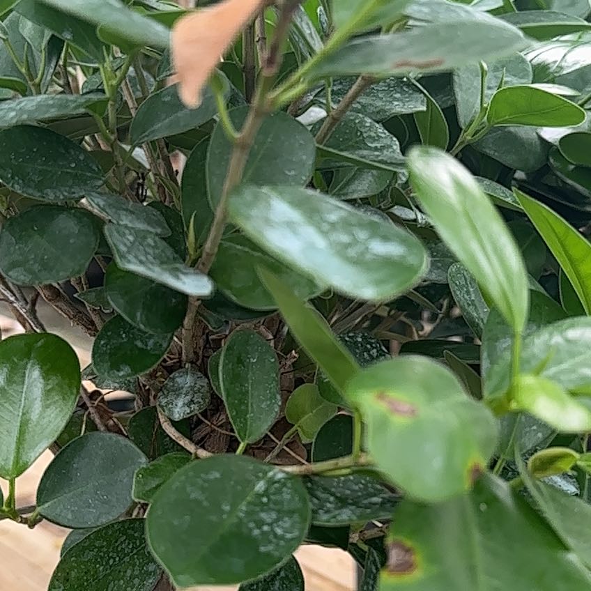 Photo of the plant species Friar's Cowl by @LordMyagrum66 named Denali on Greg, the plant care app