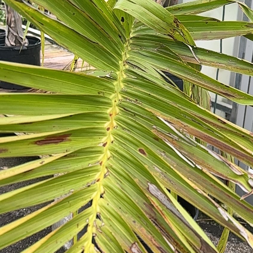 Photo of the plant species Nikau Palm by @LordMyagrum66 named Kobe on Greg, the plant care app