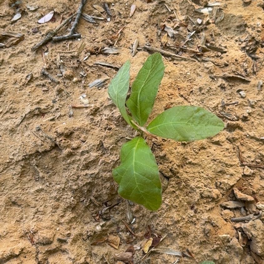 Photo of the plant species Swamp Tupelo by @LordMyagrum66 named Duke on Greg, the plant care app