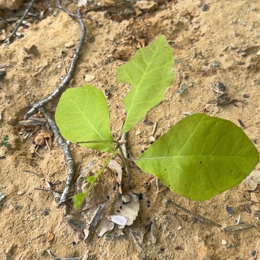 Photo of the plant species Swamp Tupelo by @LordMyagrum66 named Bella on Greg, the plant care app