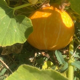 Photo of the plant species Kabocha Squash by @BigtimePilea named Hamilton on Greg, the plant care app