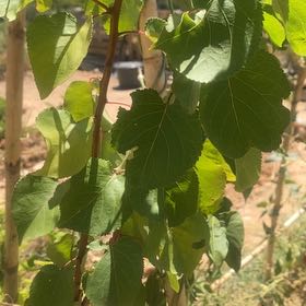 Photo of the plant species Apricot by @BigtimePilea named Shakira on Greg, the plant care app