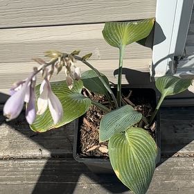 Photo of the plant species Hosta 'Patriot' by @MindfulMakura50 named Sahara on Greg, the plant care app