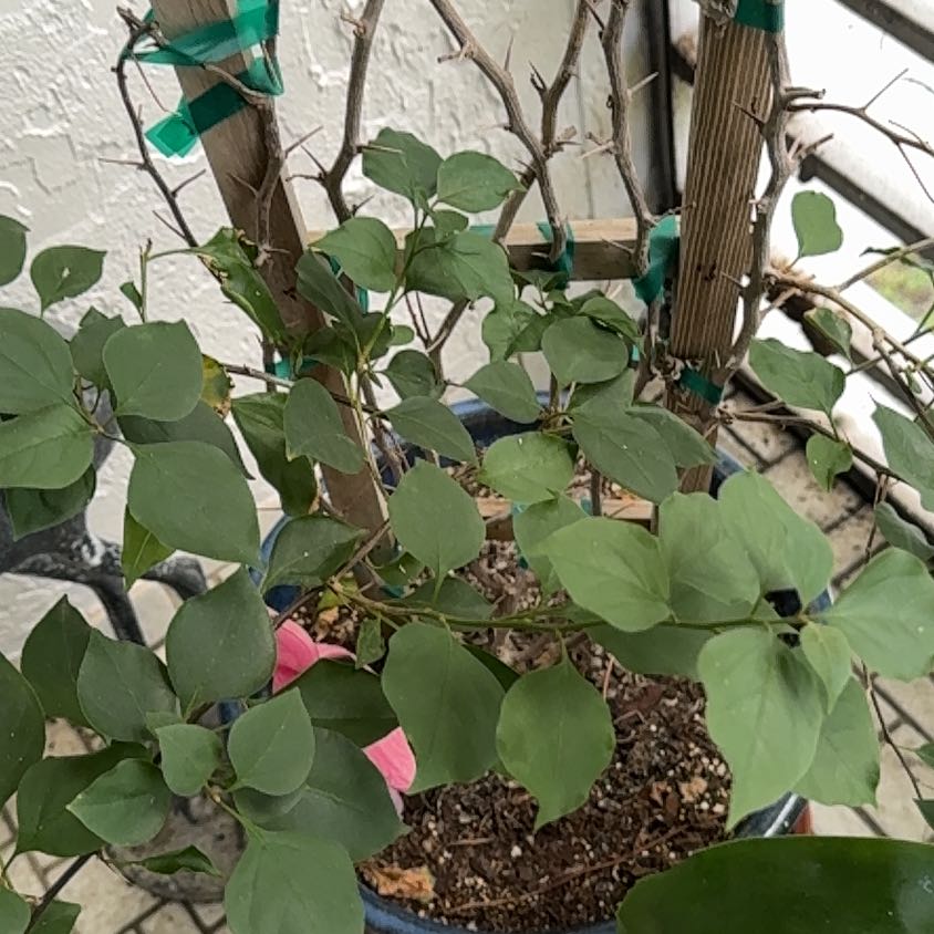Photo of the plant species Bougainvillea x buttiana by @BeamingNapaea33 named Aristotle on Greg, the plant care app