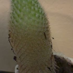 Photo of the plant species Arborescent Prickly Pear by @HipNinebark43 named Harry on Greg, the plant care app