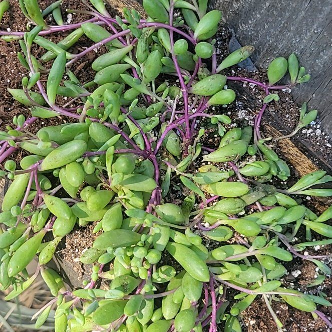 Photo of the plant species Shoreline Purslane by @NewOrchid62 named Terra on Greg, the plant care app