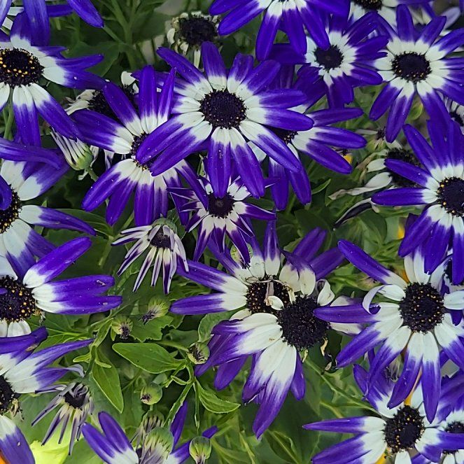 Photo of the plant species Glandular Cape Marigold by @NewOrchid62 named Khaleesi on Greg, the plant care app