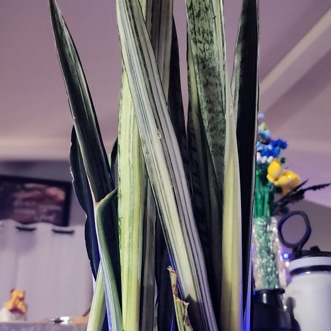 Photo of the plant species Sansevieria 'Bantel's Sensation' by @CozyMayten27 named Bantel's Sensation🧬 on Greg, the plant care app