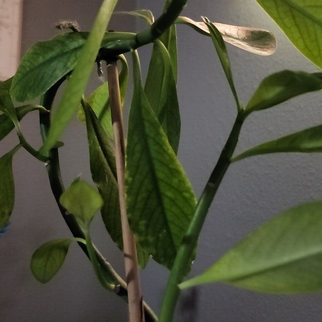 Photo of the plant species African Milk Bush by @CozyMayten27 named Euphorbia🌿 on Greg, the plant care app