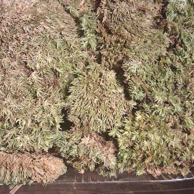 Photo of the plant species White Moss by @HellhoundBarbie named Thirsty on Greg, the plant care app