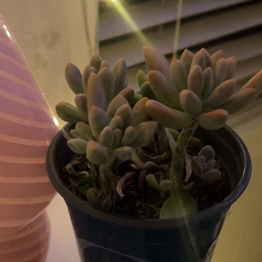 Photo of the plant species Graptoveria Blue Pearl by @GoldRosemary34 named sable on Greg, the plant care app