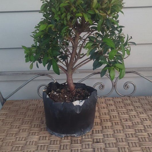 Photo of the plant species Eugenia by @GemTarbush66 named Hashirama on Greg, the plant care app