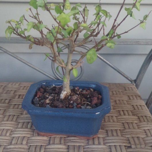Photo of the plant species Parrot's Beak by @GemTarbush66 named Gohan on Greg, the plant care app